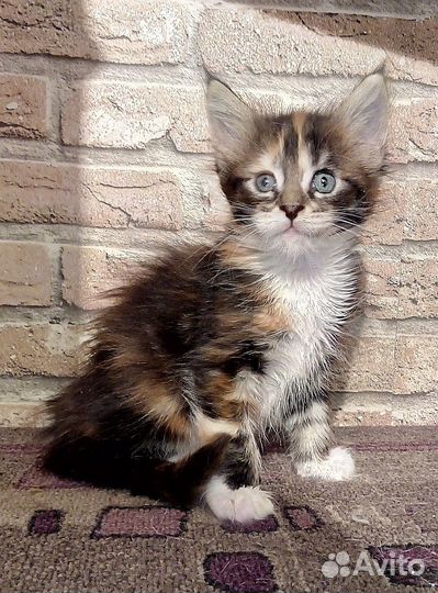 Кошечка куняшка