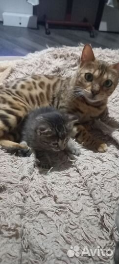 Бенгальские котята