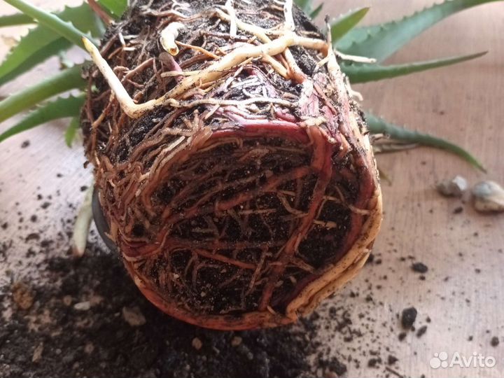 Пятилетнее алое