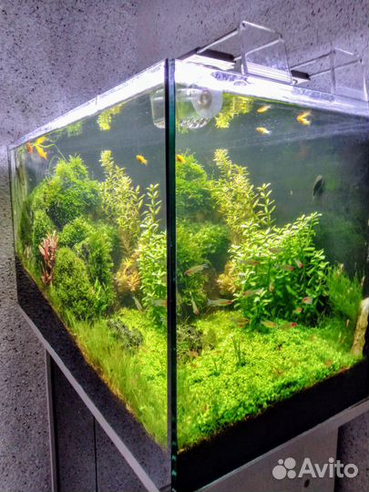 Аквариумные растения