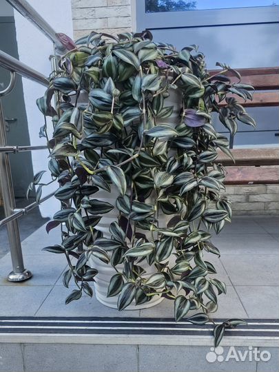 Традесканция