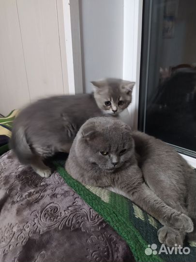Шотландская