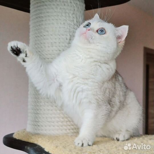 Британская кошечка золотой колор пойнт