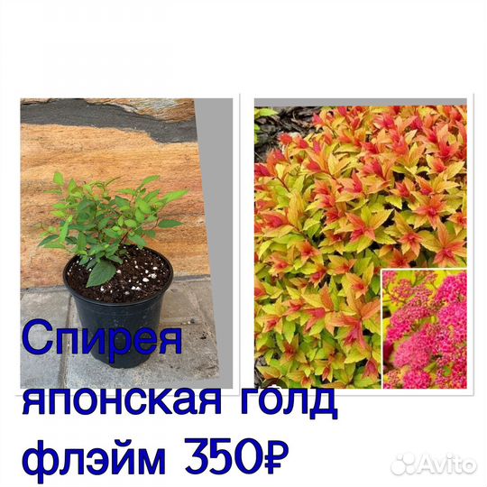 Спирея японская