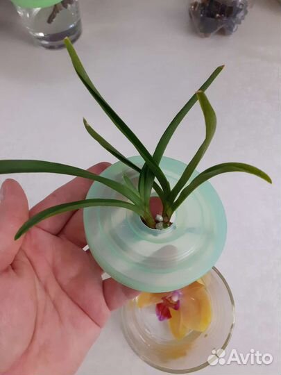 Орхидея ванда