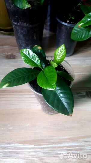 Гардения жасминовидная