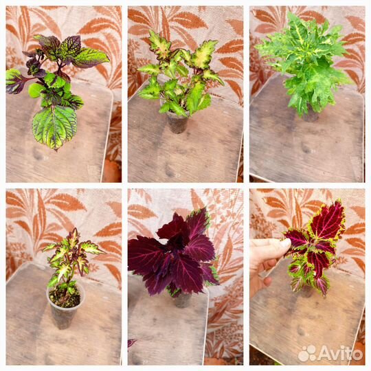 Комнатные цветы