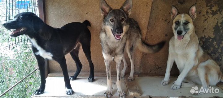 Собаки в приюте