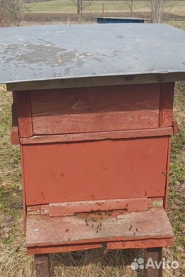 Пасека, пчелы, улей