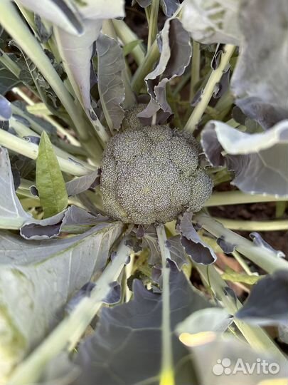 Капуста брокколи