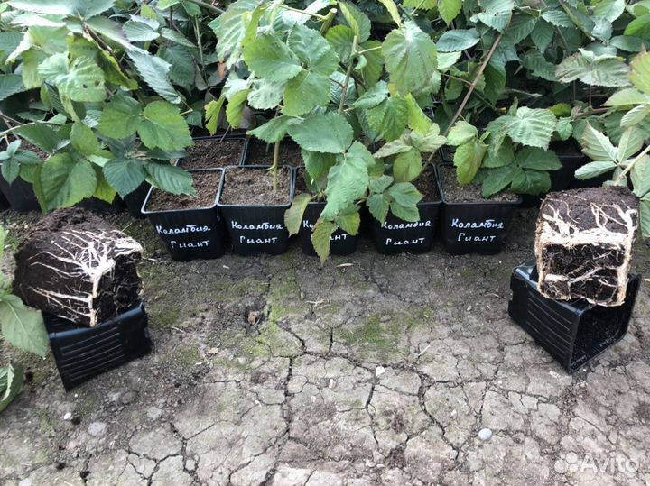 Саженцы ежевики без шипов Коламбия Гиант