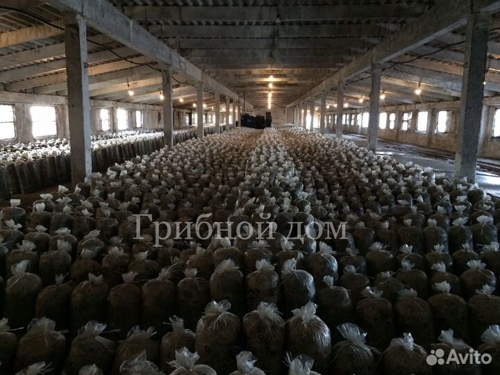 Грибные блоки вешенки на лузге подсолнечника