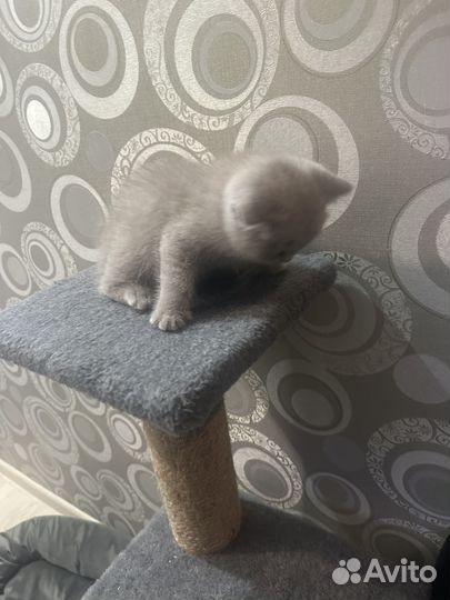 Британский котенок