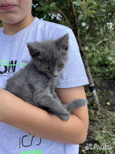 Отдам в добрые руки маленькую кошечку