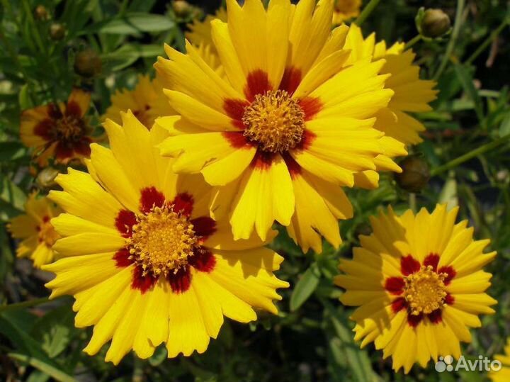 Многолетний кореопсис