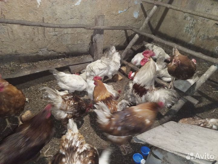 Петухи домашние