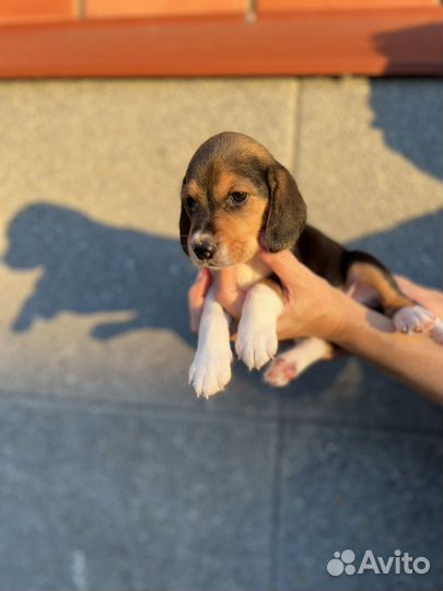 Щенки бигль