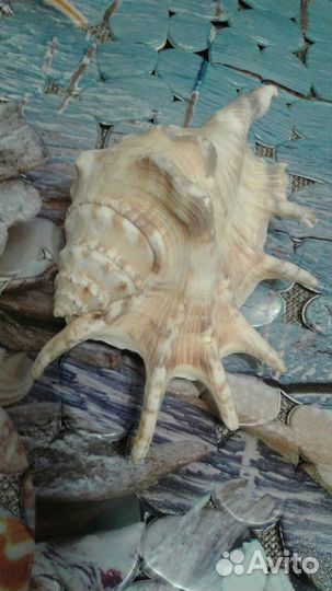 Морские раковины. 2штуки