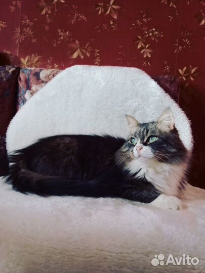 Миниатюрная красотка Мусяшка ищет добрые ручки