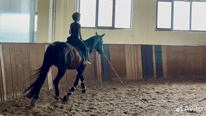 Продам лошадь