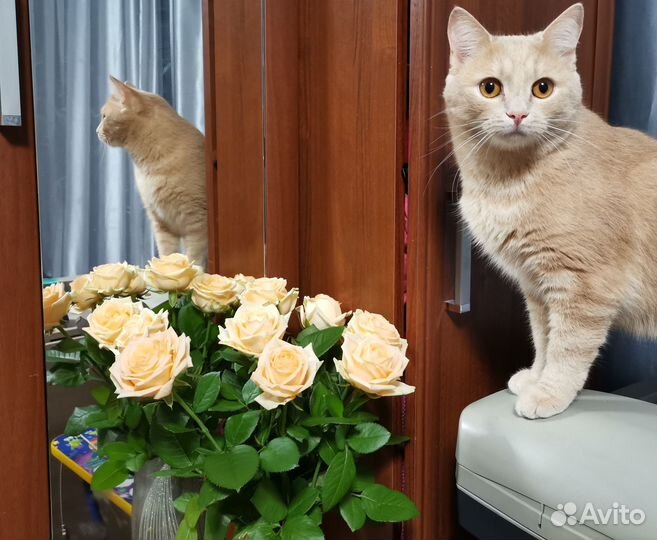 Милейший котик, лоток на отлично