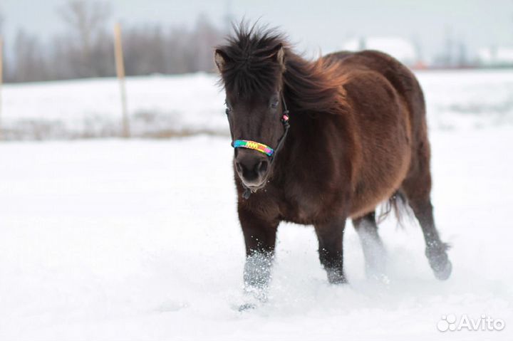 Продается кобыла, шетлендский пони