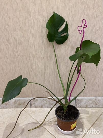 Монстера растение для офиса