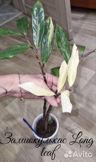 Замиокулькас short leaf, long leaf и черный Равен