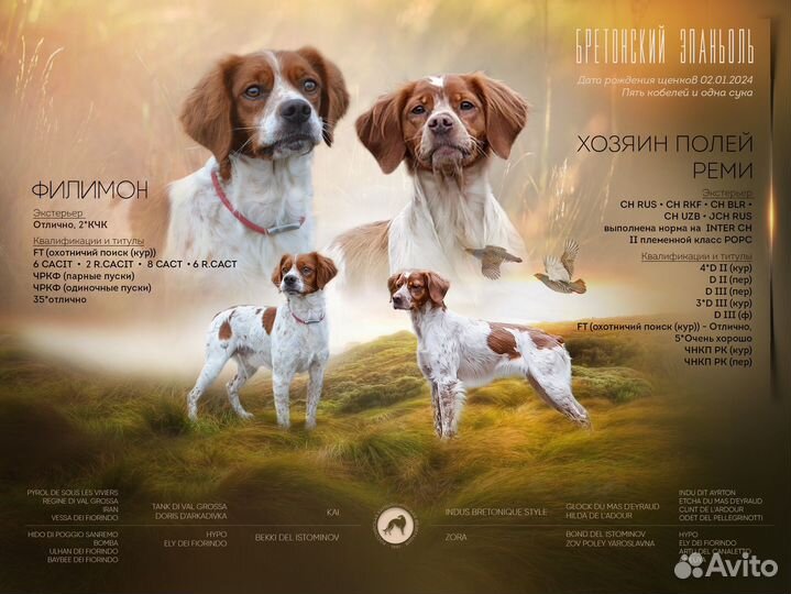 Бретонский Эпаньол щенки