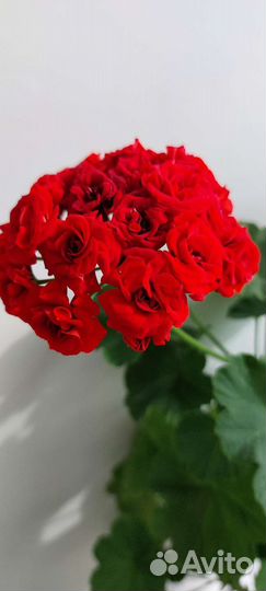 Пеларгония герань