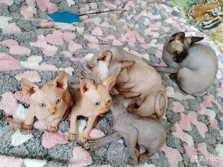 Канадский сфинкс