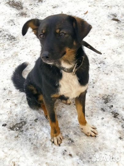 Ладушке нужен дом