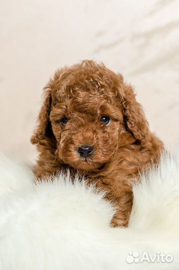 Щенки мальтипу