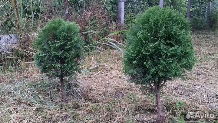 Туи шары и колонновидные