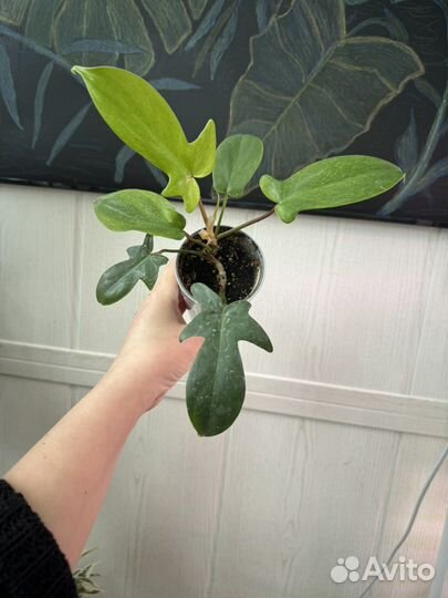 Филодендрон