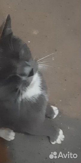 Кошка или кот