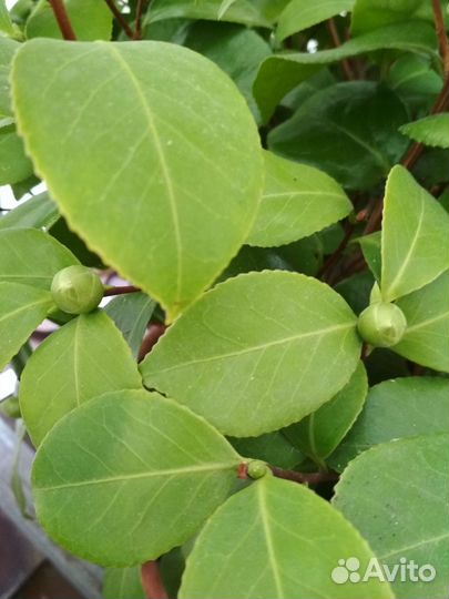 Камелия японская