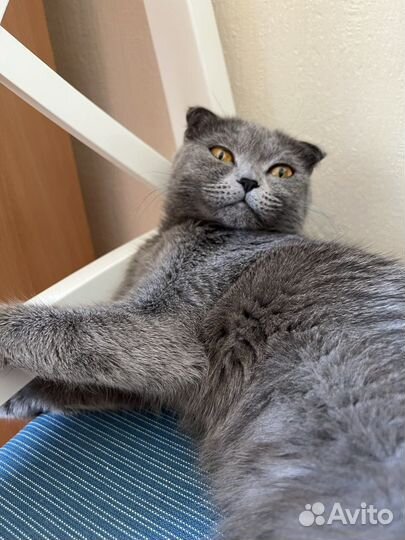 Красавица кошечка ищет кота для вязки