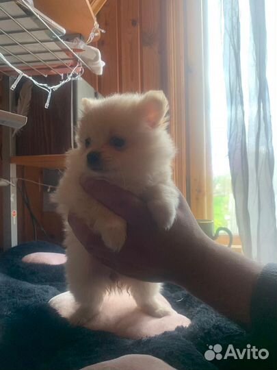 Померанский шпиц