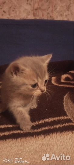 Малышки Шотландские