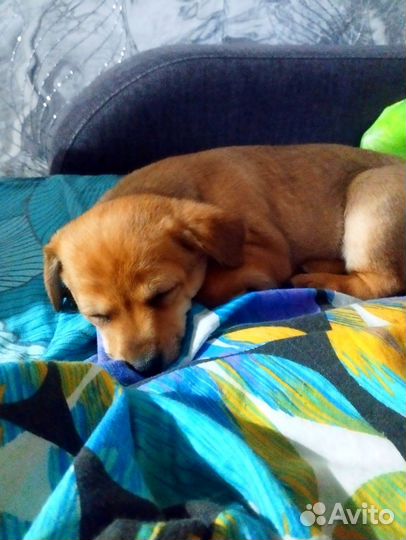 Собака маленькая порода