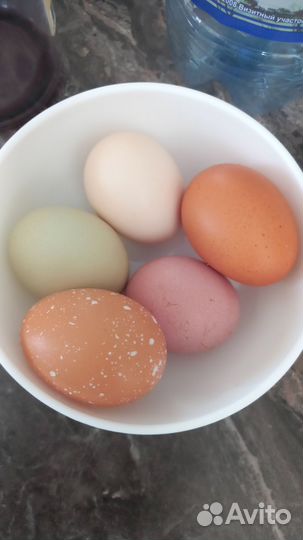 Домашние куриные яйца
