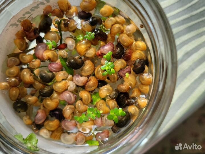 Аквариумные рыбки бесплатно