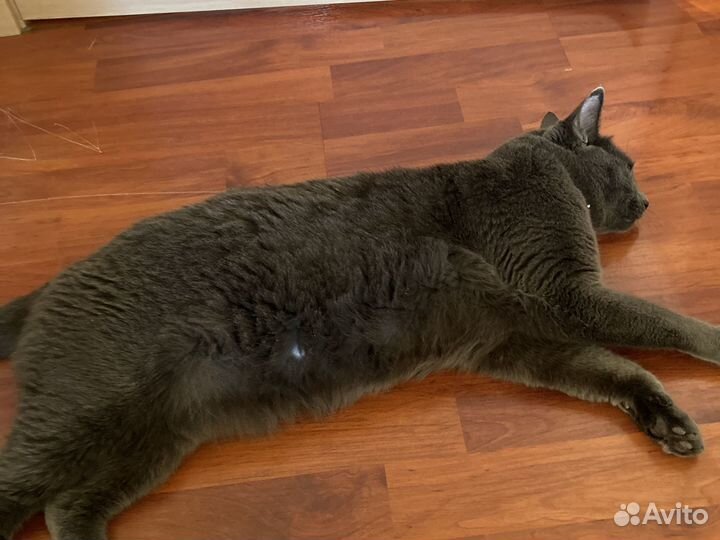 Кот в добрые руки