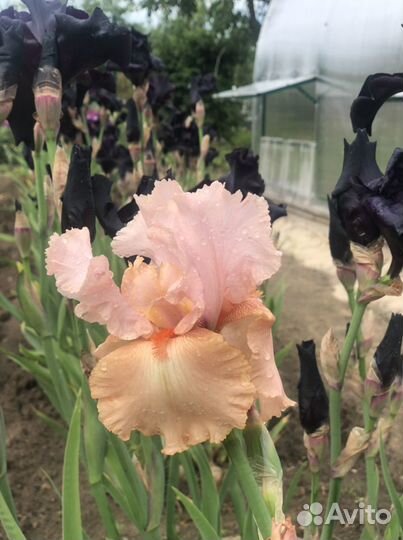 Ирис пыльно -розовый бородатый