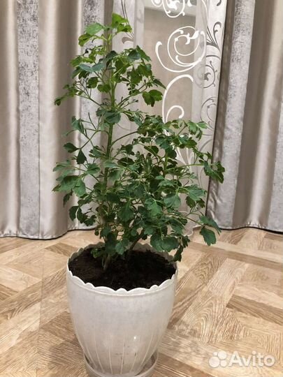 Комнатные цветы шефлера