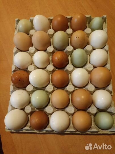 Яйцо домашнее, творог, тушки куры бройлера