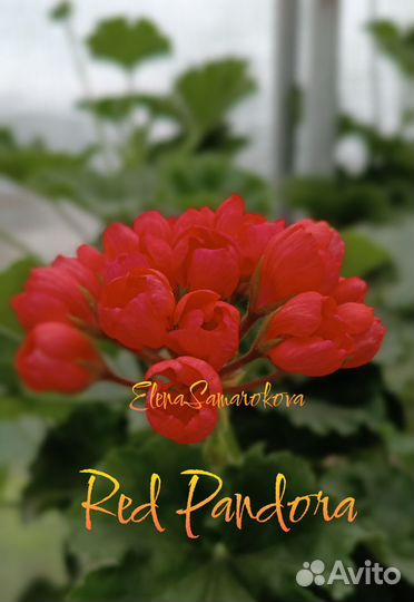 Комнатные пеларгонии