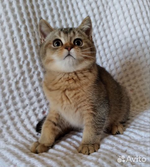 Котик золотая шиншилла