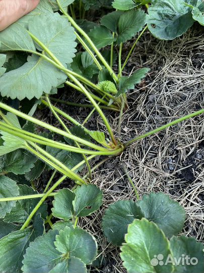 Рассада Клубника сорт Купчиха